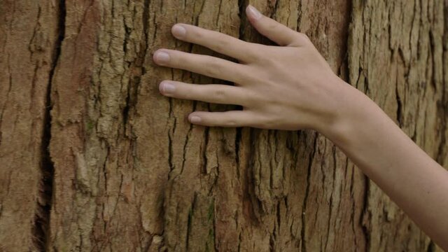 nature woman hand touching tree caressing bark feeling natural texture in forest woods environment conservation concept