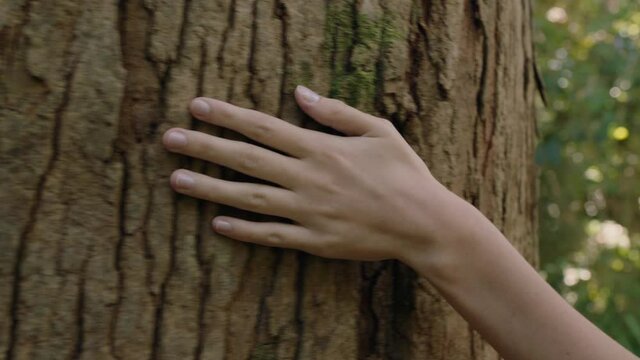 nature woman hand touching tree caressing bark feeling natural texture in forest woods environment conservation concept
