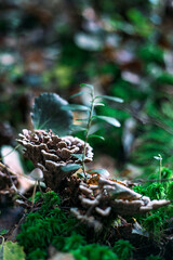Thelephora terrestris. A genus of mushrooms of the Telephor family. The telephone is land-based.