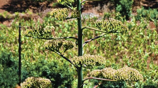 Long tilt close up shot of Agave Americana flower at full blossom growing on the country side.