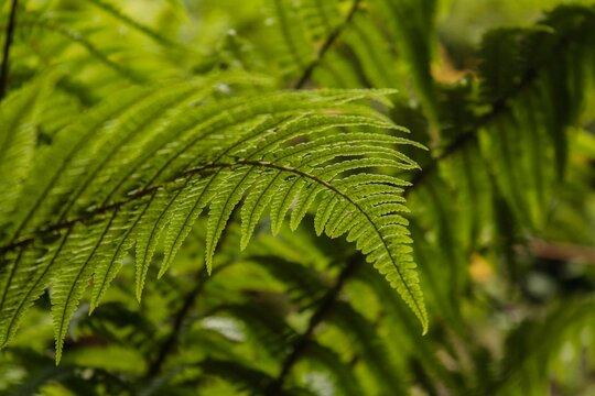Helecho del bosque - helecho verde - helecho hoja larga - hoja de helecho - planta de bosque