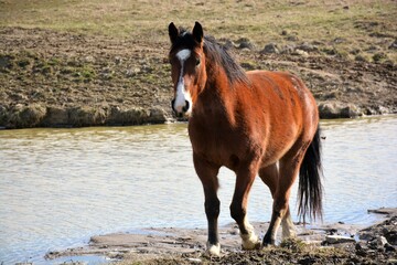 Horse at a farm water hole
