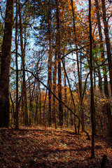 Fall Foliage-Caddo Lake State Park-5760