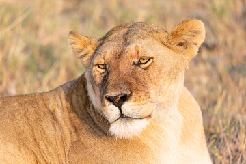 Lioness portrait in the Masai Mara national park, Kenya. Animal wildlife.