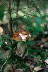 Mushroom. Edible mushroom. Borovik. White mushroom.