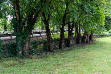 trees in the park