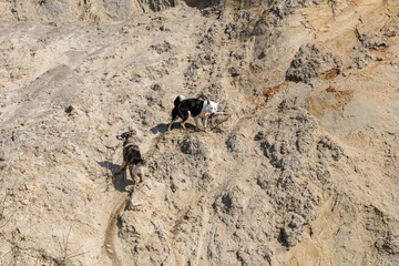 dogs play on a sandy slope, running after a stick