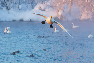 Fototapeta na wymiar White whooper swan flying over the nonfreezing winter lake. Altai, Russia
