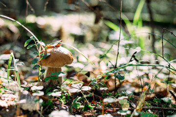 Mushroom. Edible mushroom. Borovik. White mushroom.