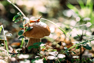 Mushroom. Edible mushroom. Borovik. White mushroom.