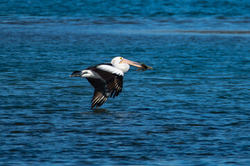 Pelican flying over the blue bay water