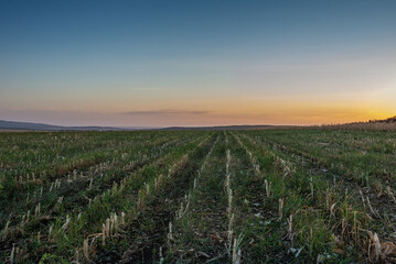 Cut corn in the field, at sunset.