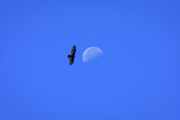 Vulture Soaring In Front Of Moon-5255