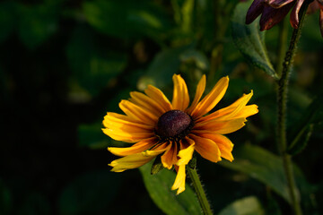 A bright yellow rudbeckia flower among the dark green leaves of the plant.