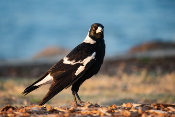 Australian Magpie on the hunt in the wood chip
