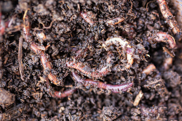 Macro shot of red worms Dendrobena in manure, earthworm live bait for fishing.