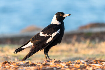 Australian Magpie on the hunt in the wood chip