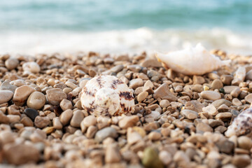 Seashells on the pebble beach. Summer vacation concept. Selective focus