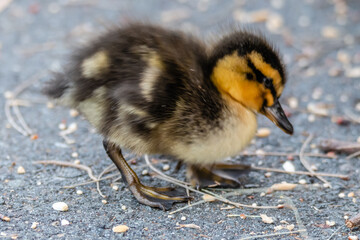 Newly hatched fluffy Mallard duckling