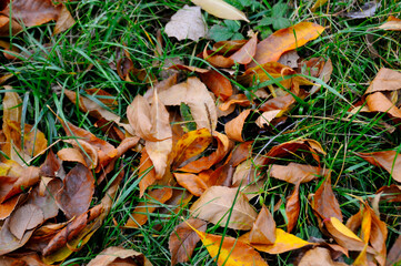 fallen autumn leaves