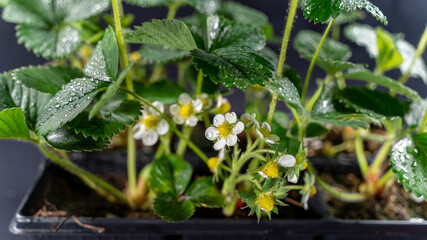 Strawberry in bloom, on black background, close-up	