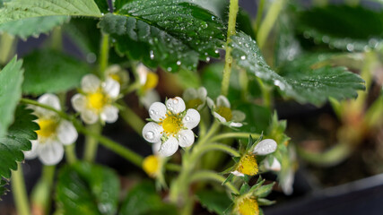 Strawberry in bloom, on black background, close-up	