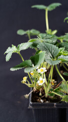 Strawberry in bloom, on black background, close-up	