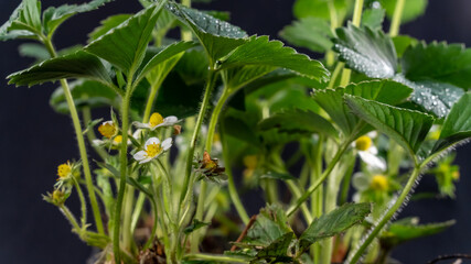 Strawberry in bloom, on black background, close-up	