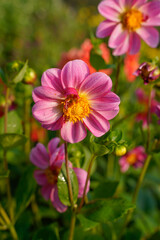 Pink and white, single layer dahlia flowers growing in a flower garden.