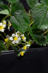 Strawberry in bloom, on black background, close-up	