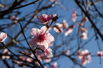 Peach blossom