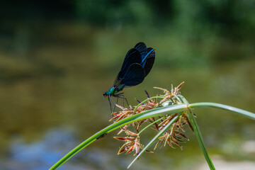 Caballito del diablo azul posado en una planta con las alas abiertas. Calopteryx virgo. 