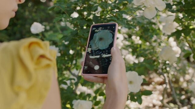 woman using smartphone taking photo of roses in garden