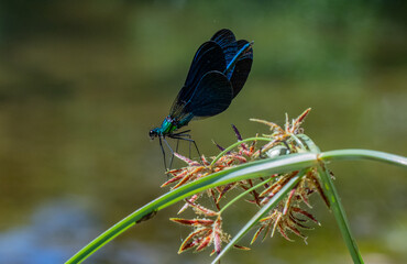 Caballito del diablo azul posado en una planta mientras se come un insecto que ha cazado....