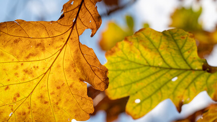 Close-up on oak leaves, yellow and green, in autumn, their veins, their gradation of colors ...