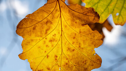 Close-up on oak leaves, yellow and green, in autumn, their veins, their gradation of colors ...