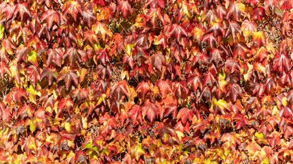 Wall covered with red vines with bright red and yellow foliage, in autumn	