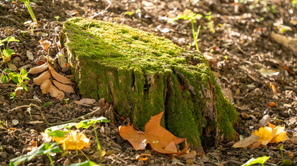 Tree stump covered with moss, in autumn