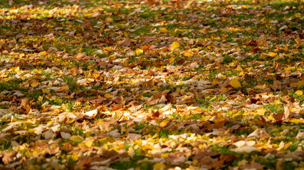 Close-up on the lawn of a park covered with multicolored leaves, in autumn	