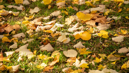 Close-up on the lawn of a park covered with multicolored leaves, in autumn	
