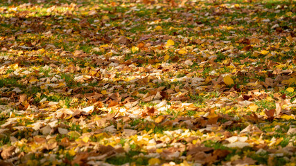 Close-up on the lawn of a park covered with multicolored leaves, in autumn	
