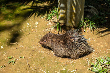 フィリピン、パラワン州のブスアンガ島コロン島周辺の観光名所を旅行する風景 Scenes from a trip around Coron Island, Busuanga, Palawan, Philippines.