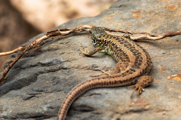 lizard on the stone