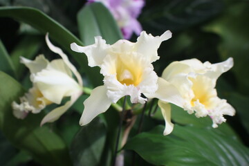 Fototapeta na wymiar Triple White Blossoms
