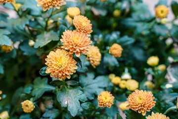 Close up of orange flowering mums. The plant fills the image.