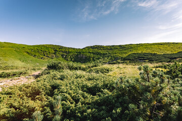 great forest. vacation in the mountains. hiking