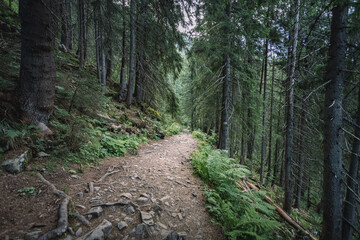 dangerous mountain trails. walks in the woods on fast roads. concept of extreme recreation