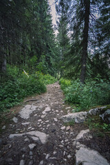 trail in the mountains between plants. walks in the woods