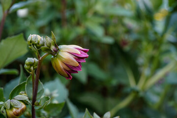 A single purple dahlia flower just beginning to open in a garden.