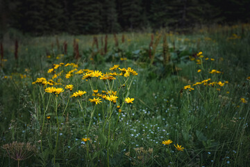 little yellow flowers growing on a meadow in the woods in the mountains